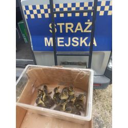 Odłowione małe kaczątka